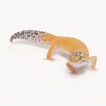 joseferreira_impacto_vetespinho_006