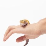 joseferreira_impacto_vetespinho_011