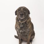 joseferreira_impacto_vetespinho_016