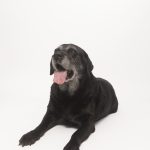 joseferreira_impacto_vetespinho_022