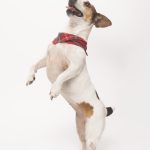 joseferreira_impacto_vetespinho_026