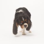 joseferreira_impacto_vetespinho_031