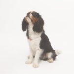 joseferreira_impacto_vetespinho_033