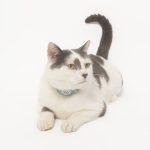 joseferreira_impacto_vetespinho_040