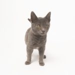 joseferreira_impacto_vetespinho_060