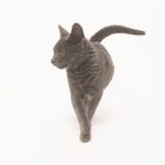 joseferreira_impacto_vetespinho_061