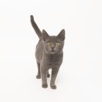 joseferreira_impacto_vetespinho_062